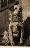 Dog, Sally, Jarrold & Sons Ltd. No. A319 (EK)