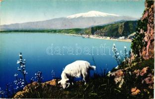 Taormina, Mount Etna, goat