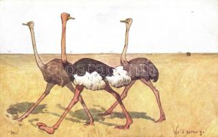 Wed better go! / African scene, ostriches, B.K.W.I. 951-11. s: R. Pick