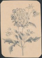Petrik Róza (XIX sz.v.): Virágok, virágcsendéletek (5db). Ceruza papír, jelzett, 24×18-27×20 cm