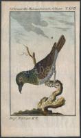 1784-1785 Barnásvörös madagaszkári gébics, George-Louis Leclerq de Buffon (1707-1788) francia természettudós Allgemeine Naturgeschichte című művéből (Berlin, 1771). Rézmetszet, papír, 12,5×8 cm