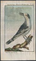 1784-1785 Fehér madagaszkári gébics, George-Louis Leclerq de Buffon (1707-1788) francia természettudós Allgemeine Naturgeschichte című művéből (Berlin, 1771). Rézmetszet, papír, 12,5×8 cm