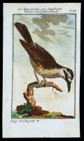 1784-1785 Cayanne-i gébics, George-Louis Leclerq de Buffon (1707-1788) francia természettudós Allgemeine Naturgeschichte című művéből (Berlin, 1771). Rézmetszet, papír, 12,5×8 cm