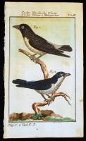 1784-1785 Manilai és madagaszkári gébics, George-Louis Leclerq de Buffon (1707-1788) francia természettudós Allgemeine Naturgeschichte című művéből (Berlin, 1771). Rézmetszet, papír, 12,5×8 cm