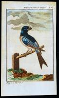 1784-1785 Bengáli kék gébics, George-Louis Leclerq de Buffon (1707-1788) francia természettudós Allgemeine Naturgeschichte című művéből (Berlin, 1771). Rézmetszet, papír, 12,5×8 cm