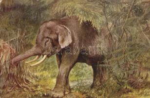 The Elephant. Raphel Tuck & Sons Oilette. Wild Animals No. 3210