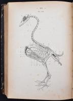 Szabó Alajos: A házi állatok boncztana, tekintettel az élettanra. Bp., 1977, Athenaeum. Későbbi, kic...