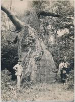 1929, 1932 Fakastély(vadászlak) a zselizi erdőben és annak kidőlése, 2 db fotó, hátoldalon feliratozva, 18x13 cm