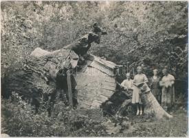1929, 1932 "Fakastély"(vadászlak) a zselizi erdőben és annak kidőlése, 2 db fotó, hátoldal...