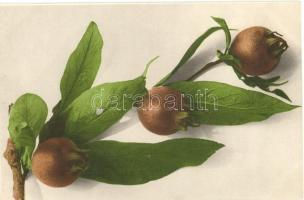 7 db RÉGI motívumlap; gyümölcsök / 7 old motive cards; fruits