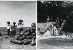 cca 1925 Dinnyeszüret, Kerny István (1879-1963) hagyatékában őrzött 9 db régi negatívról készült mod...