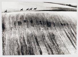 cca 1985 Berta Béla: Tavaszi táj őzekkel, feliratozott vintage fotóművészeti alkotás, 27x38 cm