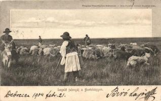 Hortobágy, legelő juhnyáj, kiadja Pongrácz Géza Kiss Ferenc fényképe alapján