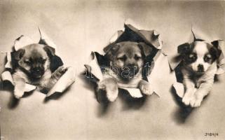 11 db RÉGI kutyás motívumlap, néhány érdekes darabbal, vegyes minőség / 11 old dog motive postcards,...