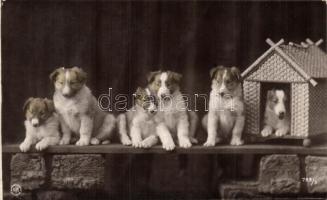 Dog puppies, N.P.G. No. 783/5 (EK)
