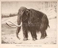 Pfizenmayer, E. W.: Kelet-Szibíria ősvilága és ősnépei. Bp., é. n., Lampel R. (A Magyar Földrajzi Tá...