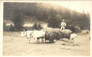 Lövéte, Lueta; szénát pakoló parasztok, folklór, ökör szekér, Kovács István fényképész / Transylvanian folklore, oxen cart, photo