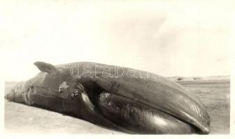 Dead Whale on the beach, photo (Rb)