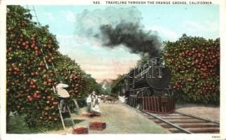 Locomotive, Traveling through the Orange Groves, California (EK)