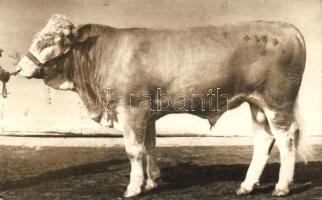 Díjnyertes magyar szarvasmarhák - 3 db régi fotólap / Award-winning Hungarian cattle - 3 pre-1945 photo postcards, mixed quality