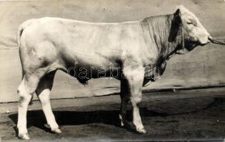 Díjnyertes magyar szarvasmarhák - 3 db régi fotólap / Award-winning Hungarian cattle - 3 pre-1945 ph...