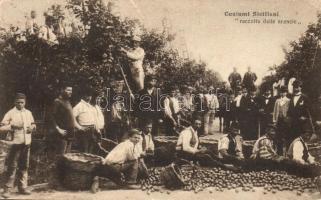 Costumi Siciliani, raccolto delle arancie / Sicilian folklore, orange harvest (EK)