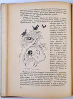 Rachel Field: Hitty. Bp., é.n. Révai. Kiadói félvászon kötésben