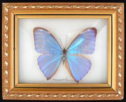 Brazil szuvenír lepke üvegezett keretben, 8×11 cm