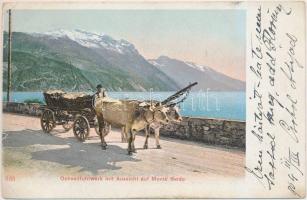 Monte Baldo, Ochsenfuhrwerk / ox carriage (EB)