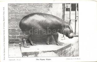 London, Gardens of the Zoological Society, animals - 4 old postcards