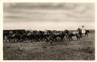 Kecskemét, Bugac puszta, Ménes a pusztán, kiadja a Berta Dohánytőzsde