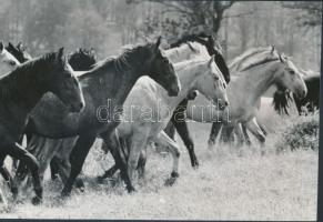 cca 1970 Vigovszky István: A híres lipicai ménes, feliratozott vintage fotóművészeti alkotás, 16x23,5 cm