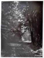 cca 1985 Bence Pál: Erdő, feliratozott vintage fotóművészeti alkotás, 40x30 cm