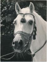 cca 1930-70 Lovas fotók, különböző méretben és minőségben, 7db, 6x4cm és 24x18cm között