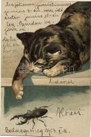 Cat, bug Emb. litho