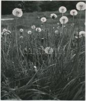 cca 1975 Tavaszi pitypangok. Révész Tamás felvétele. A hátoldalán pecséttel jelzett. 18x15,5 cm.