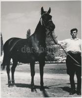 cca 1967 Nagydíjas arab telivér ló. Sajtófotó, hátoldalán pecséttel, feliratozva. 19x16 cm.