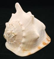 Horvátországi tengeri csigaház,  jó állapotban,  20×20 cm