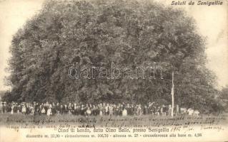 Senigallia, Olmo di Lando, Olmo Bello (EK)