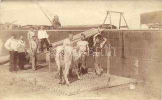 1916 Belene, egy uszály legénysége marhavágás közben / Belene, Bulgaria; crew of a barge slaughtering a cow, photo