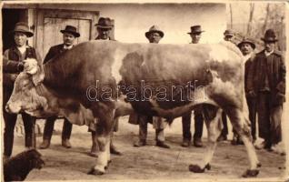 Gyón, mezőgazdasági farm, szarvasmarha, Kulcsár Bálint fényképész photo (fl)
