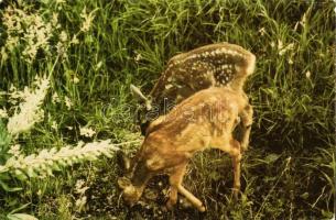 47 db MODERN, színes, nagyrészt megíratlan állat motívumos képeslap / 47 modern, color, mainly unuse...