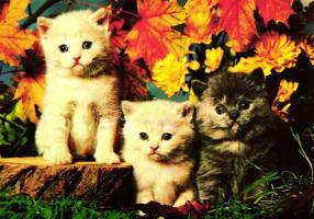 47 db MODERN, színes, nagyrészt megíratlan állat motívumos képeslap / 47 modern, color, mainly unuse...