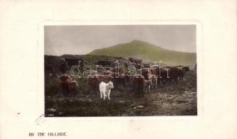 By the Hillside - Highland Cattle, Rotary Photographic Plate Sunk Gem Series