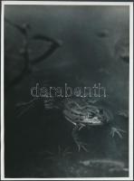 Balogh Rudolf: Népi témájú fotók, 3 db eredet felvétel után készült másolatok, hátoldalon feliratozv...