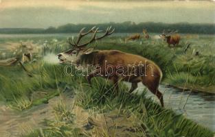 'Abgeschlagen' / defeated stag, deer, Stengel & Co. No. 47003., litho, s: C. Drathmann...