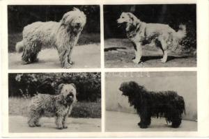 Magyar kutyafajták a Fővárosi Állatkertben / Hungarian dog breeds in the Budapest Zoo