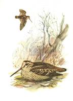 7 db motívum képeslap, vadász lapok, 1 db régi és 6 db modern lap, bélyeggel és alkalmi bélyegzéssel...