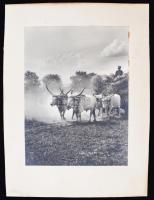 cca 1930 Betakarítás, jelzés nélküli vintage fotóművészeti alkotás, kartonra kasírozva, 22,5x17 cm, karton 32x24 cm