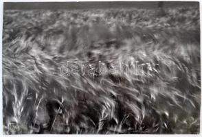 cca 1970 Zsigri Oszkár (1933-?): Aratás előtt, feliratozott vintage fotóművészeti alkotás, kartonra kasírozva, 27x39 cm